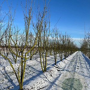 Acer campestre 200-250 cm container meerstammig