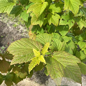 Acer rufinerve 250-300 cm draadkluit meerstammig 3-4 tak