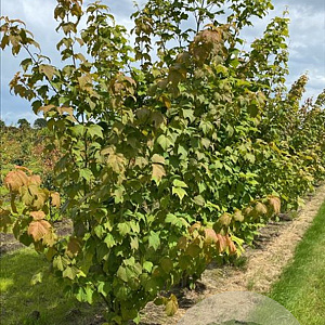 Acer rufinerve 250-300 cm draadkluit meerstammig 3-4 tak