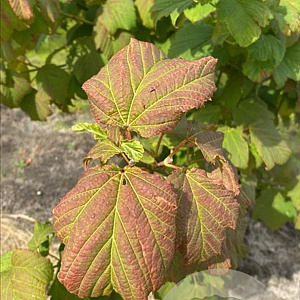 Acer rufinerve 200-250 cm container meerstammig