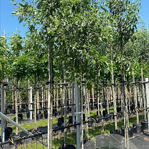Alnus glutinosa 'Laciniata' 20-25 HO draadkluit 3 X verplant