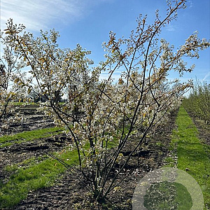 Amelanchier lamarckii 150-175 cm draadkluit meerstammig lage bol