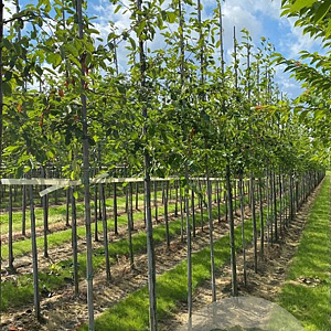 Amelanchier lamarckii 6-8 HO draadkluit