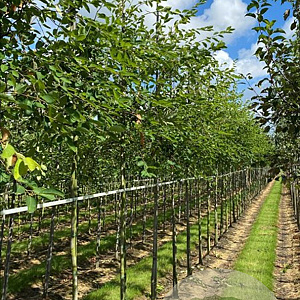 Amelanchier lamarckii 8-10 HO draadkluit