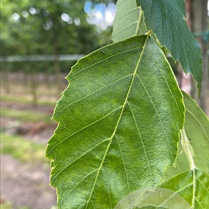 Betula nigra 10-12 HO draadkluit 3 X verplant