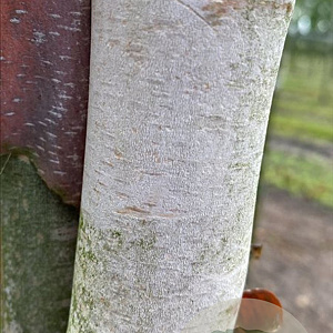 Betula nigra 12-14 HO draadkluit 3 X verplant