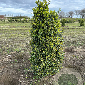 Buxus sempervirens 80-100 cm met kluit