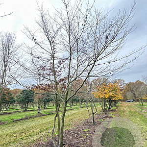 Carpinus betulus 450-500 cm draadkluit meerstammig