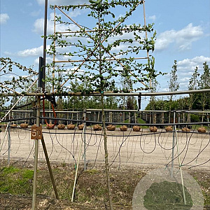 Carpinus betulus 180 cm stam container 10-12 hoge lei