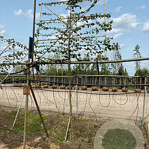 Carpinus betulus 180 cm stam container 10-12 hoge lei