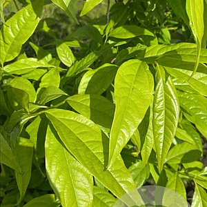 Chimonanthus praecox 150-175 cm draadkluit meerstammig lage bol