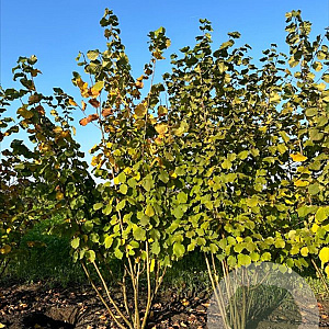 Corylus avellana 250-300 cm draadkluit meerstammig 3-4 tak