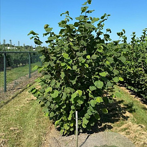 Corylus avellana 250-300 cm draadkluit meerstammig 3-4 tak