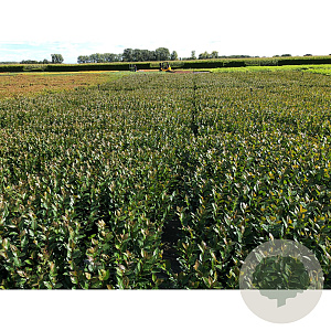 Cotoneaster lucidus 30-40 cm C1.5