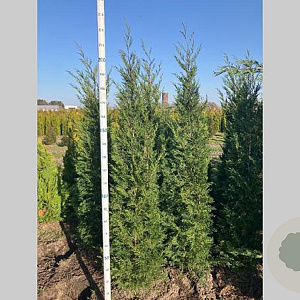 Cupressocyparis l. 'Tweeduizendéén' 225-250 cm met kluit