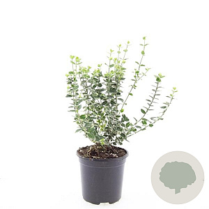 Euonymus fort. 'Emerald Gaiety' GM C1.3