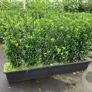 Euonymus jap. 'Green Spire' 40-45 cm 20L bol