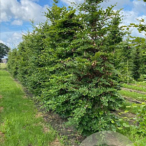 Fagus sylvatica 10-12 cm draadkluit BEVEERD