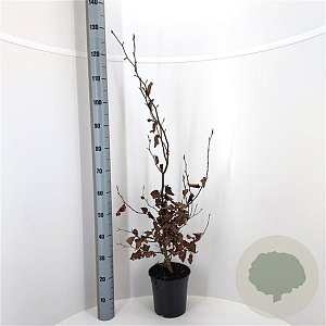 Fagus sylvatica 100-125 cm 4,0L
