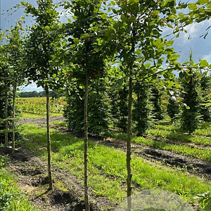 Fagus sylvatica 8-10 HO draadkluit