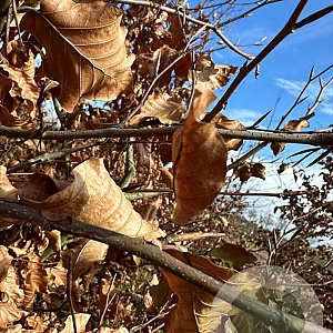 Fagus sylvatica 8-10 HO draadkluit