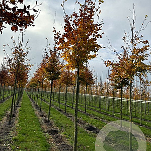 Fagus sylvatica 16-18 HO draadkluit 3 X verplant