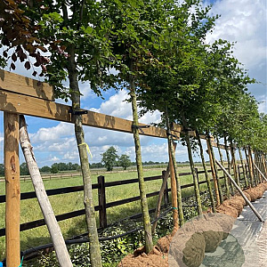 Fagus sylvatica 20-25 HO draadkluit 3 X verplant