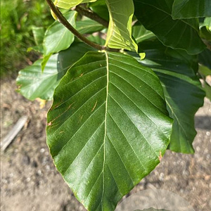 Fagus syl. 'Dawyck' 6-8 cm container BEVEERD