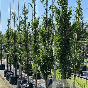 Fagus syl. 'Dawyck' 6-8 cm container BEVEERD