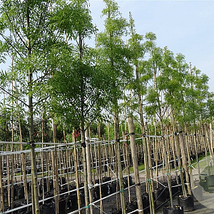 Fraxinus angustifolia 12-14 HO container