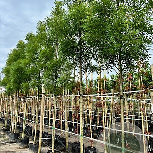 Fraxinus ang. 'Raywood' 14-16 HO container