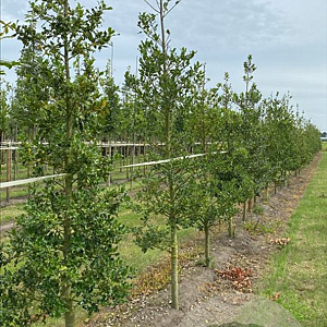 Ilex aquifolium 14-16 cm draadkluit beveerd 