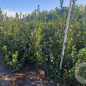 Ilex meserv. 'Blue Prince' 125-150 cm met kluit