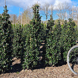 Ilex meserv. 'Blue Prince' 125-150 cm met kluit