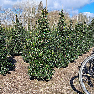 Ilex meserv. 'Blue Prince' 125-150 cm met kluit