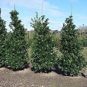 Ilex meserv. 'Blue Prince' 125-150 cm met kluit
