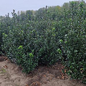 Ilex meserv. 'Blue Prince' 150-175 cm met kluit