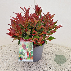Leucothoe 'Zeblid' 30-35 cm 2,5L