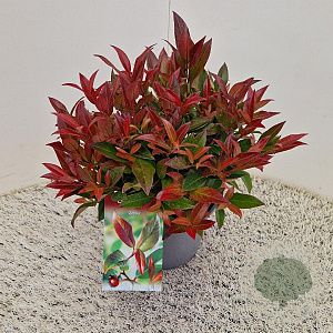 Leucothoe 'Zeblid' 30-35 cm 2,5L