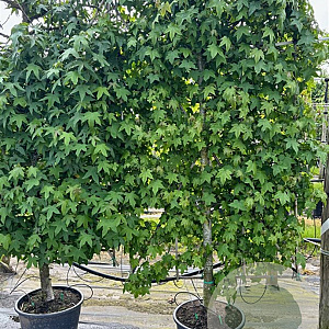 Liquidambar styraciflua container lage leivorm 