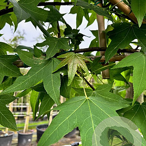 Liquidambar styraciflua container lage leivorm 