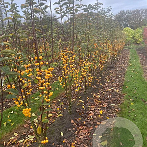 Malus 'Golden Hornet' 250-300 cm draadkluit meerstammig 3-4 tak