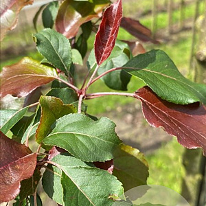 Malus 'Rudolph' 10-12 HO container