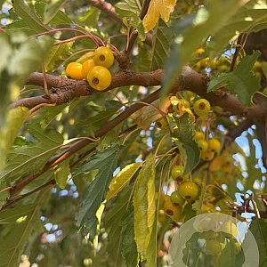Malus toringo 'Brouwers Beauty' 10-12 HO draadkluit 3 X verplant