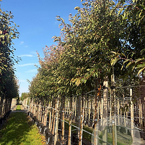 Malus toringo 'Brouwers Beauty' 12-14 HO container