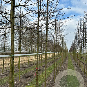 Malus toringo 'Brouwers Beauty' 14-16 HO draadkluit 3 X verplant