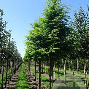 Metasequoia glyptostroboides 8-10 HO draadkluit