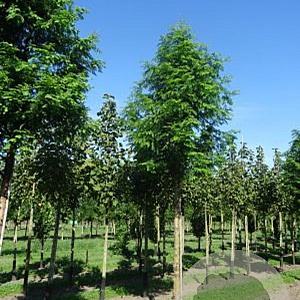 Metasequoia glyptostroboides 25-30 HO draadkluit 3 X verplant