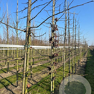 Parrotia persica 12-14 HO draadkluit 3 X verplant