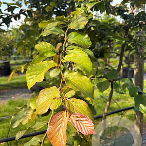 Parrotia persica 14-16 HO draadkluit 3 X verplant